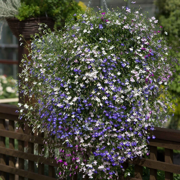 Lobelia 'Fountain Mixed'