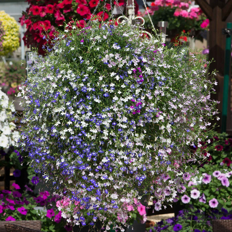 Lobelia 'Fountain Mixed'