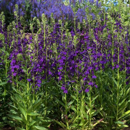 Lobelia Starship Collection