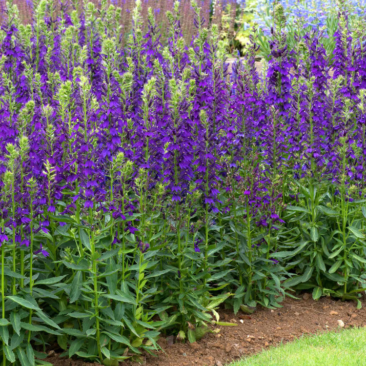 Lobelia 'Starship Blue'