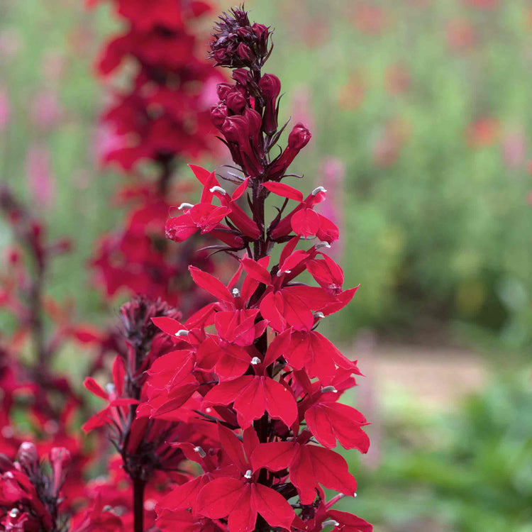 Lobelia Starship Collection