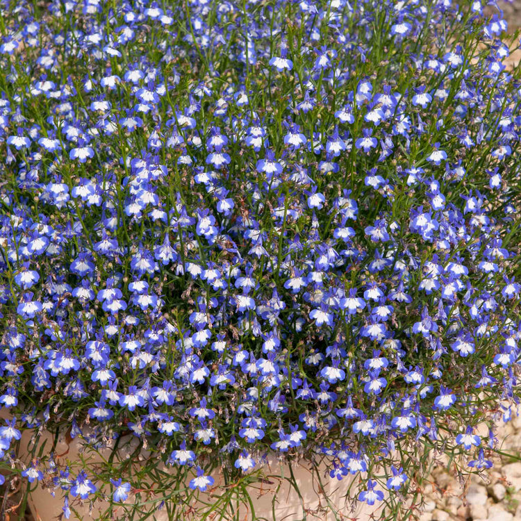 Lobelia 'Waterfall Blue Ice'