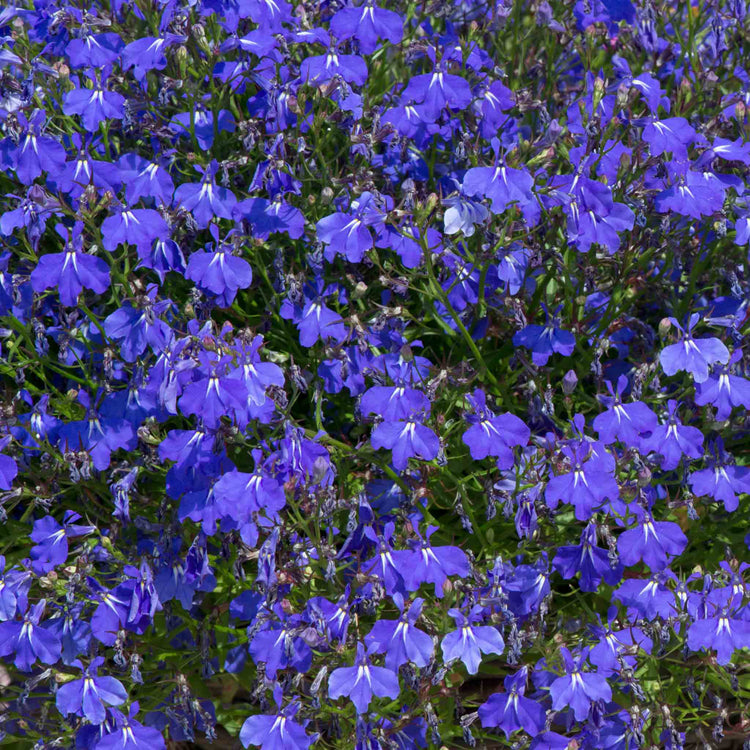 Lobelia 'Waterfall Blue Improved'