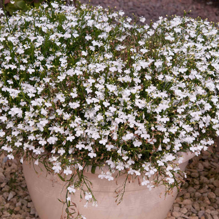 Lobelia 'Waterfall White Sparkle'