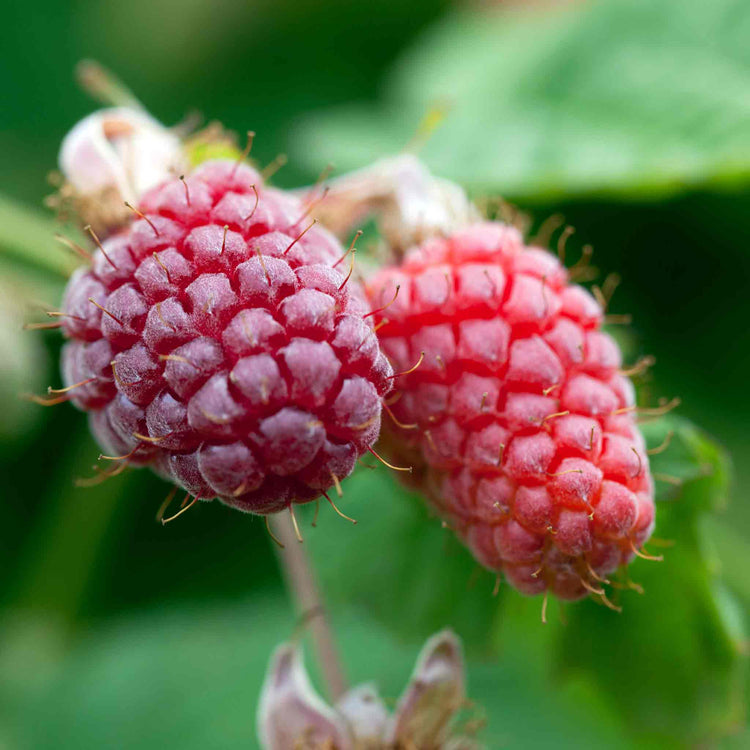 Loganberry 'LY654'