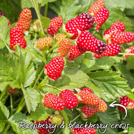 Loganberry 'LY654'