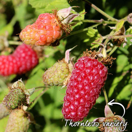 Loganberry 'LY654'