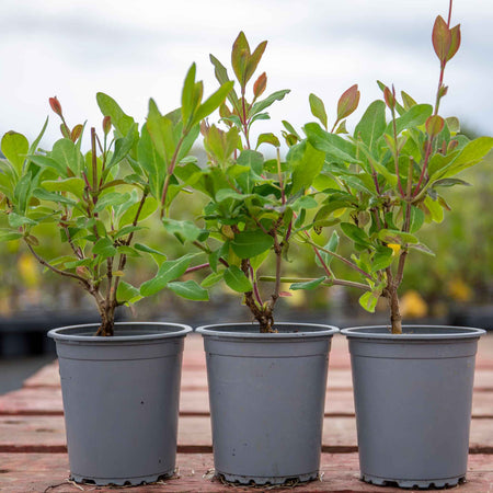 Honeysuckle 'Graham Thomas'