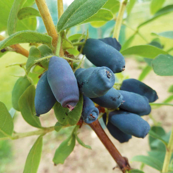 Honeyberry 'Honeybee'
