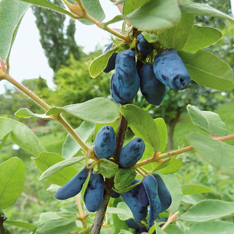 Honeyberry 'Honeybee'