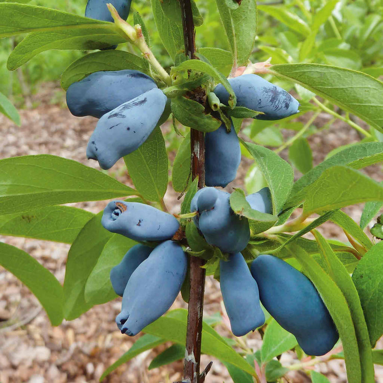 Honeyberry 'Honeybee'