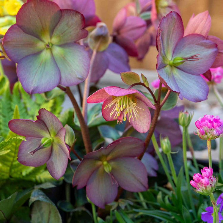 Helleborus 'Ice 'N' Roses Rose'