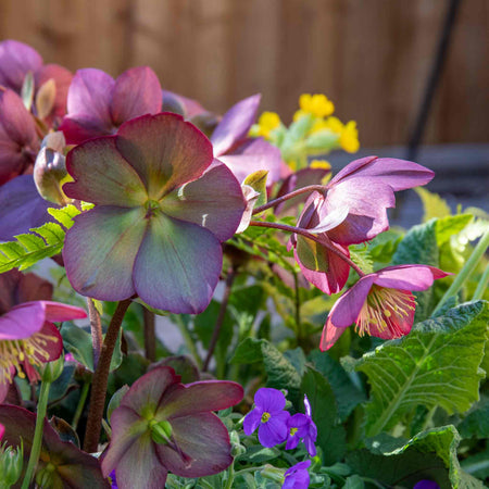 Helleborus 'Ice 'N' Roses Rose'