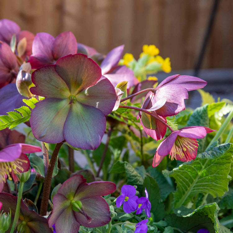 Helleborus 'Ice 'N' Roses Rose'