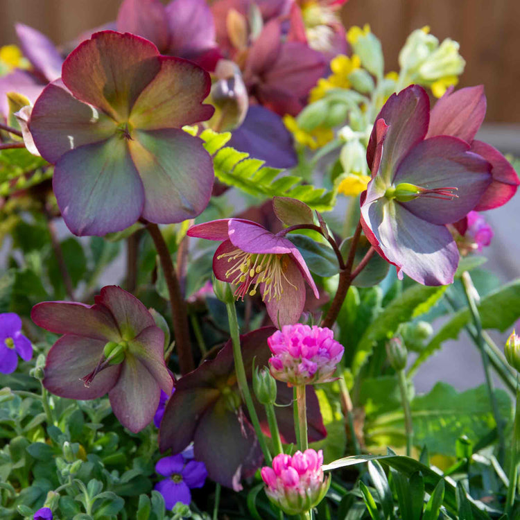 Helleborus 'Ice 'N' Roses Rose'
