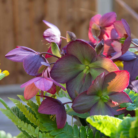 Helleborus 'Ice 'N' Roses Rose'