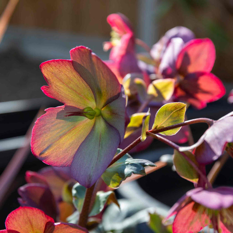 Helleborus 'Ice 'N' Roses Rose'