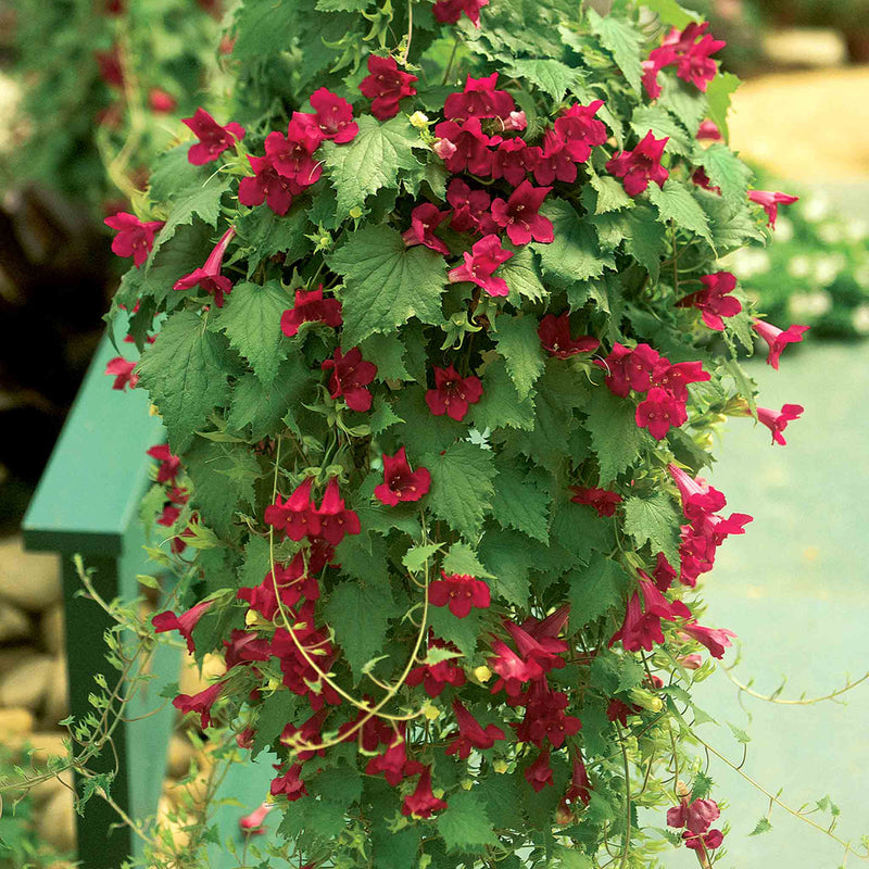 Lofos 'Wine Red'