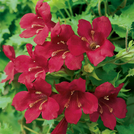 Lofos 'Wine Red'
