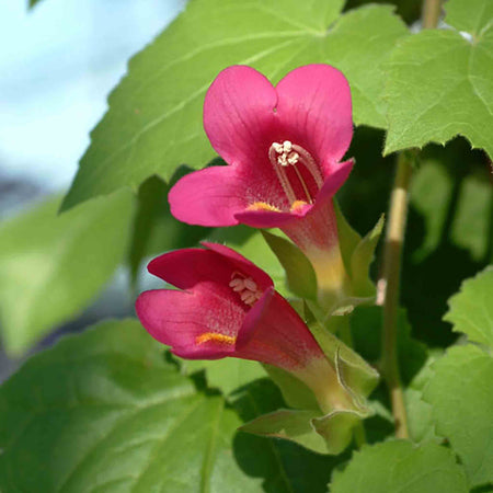 Lofos 'Wine Red'