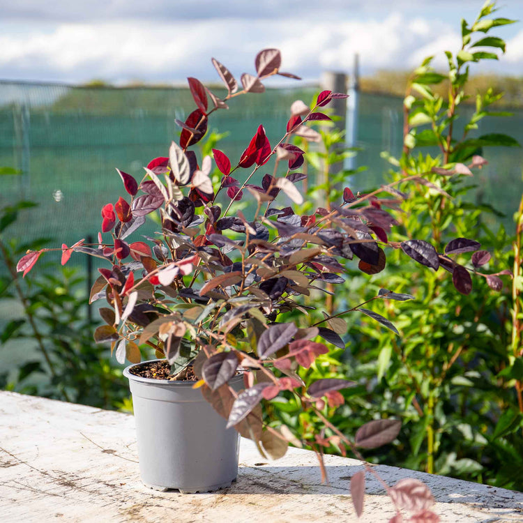 Loropetalum ‘Fire Dance’ (Chinese Witch Hazel)