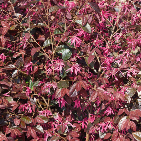 Loropetalum ‘Fire Dance’ (Chinese Witch Hazel)