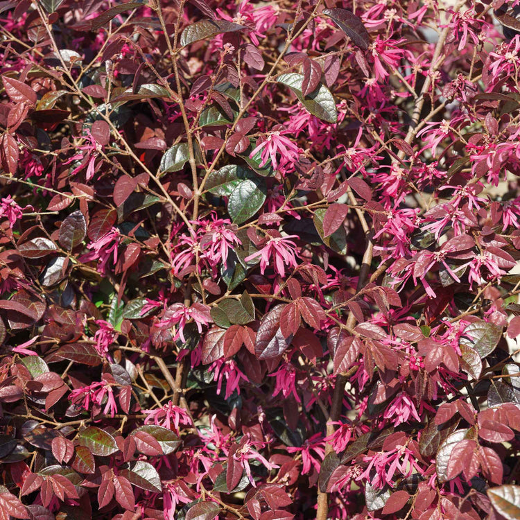 Loropetalum ‘Fire Dance’ (Chinese Witch Hazel)