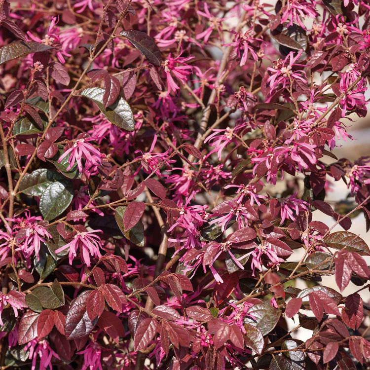 Loropetalum ‘Fire Dance’ (Chinese Witch Hazel)