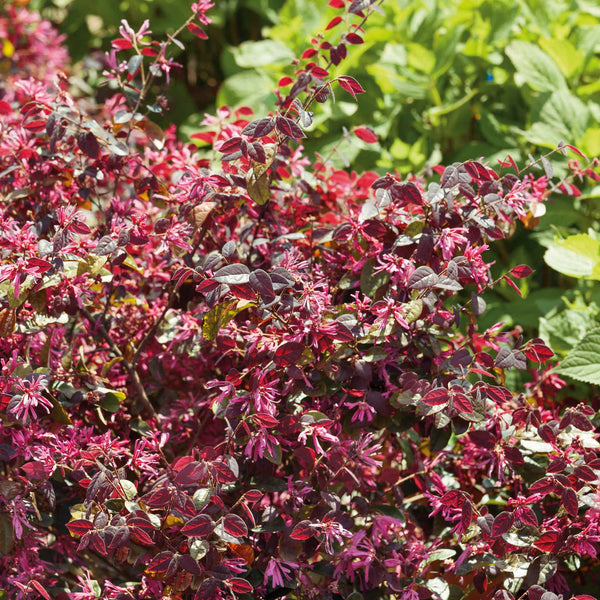 Loropetalum ‘Fire Dance’ (Chinese Witch Hazel)
