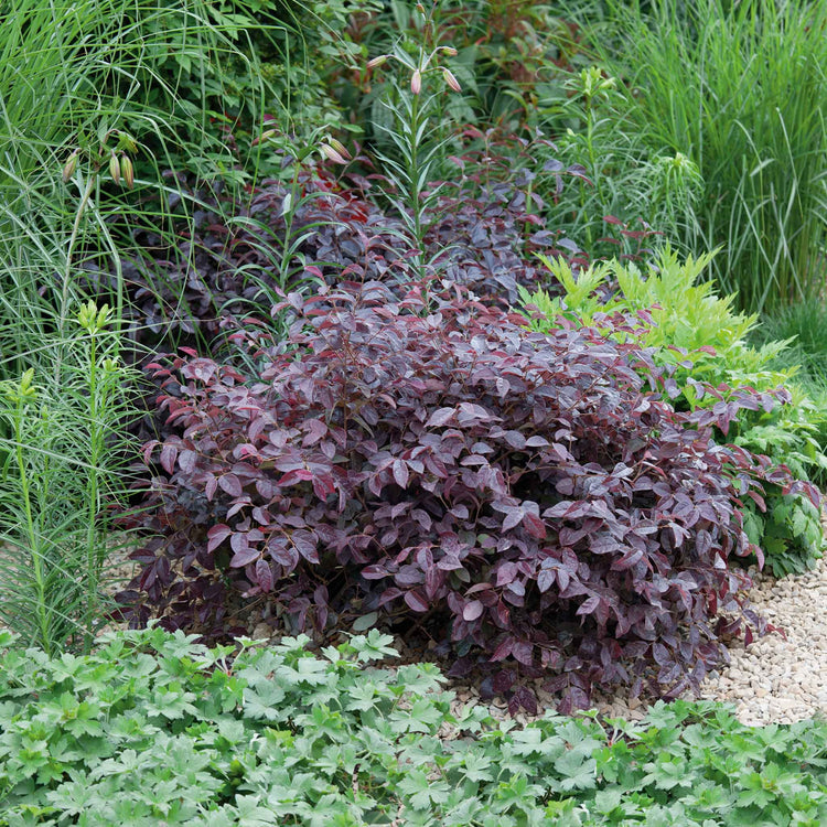 Loropetalum ‘Fire Dance’ (Chinese Witch Hazel)
