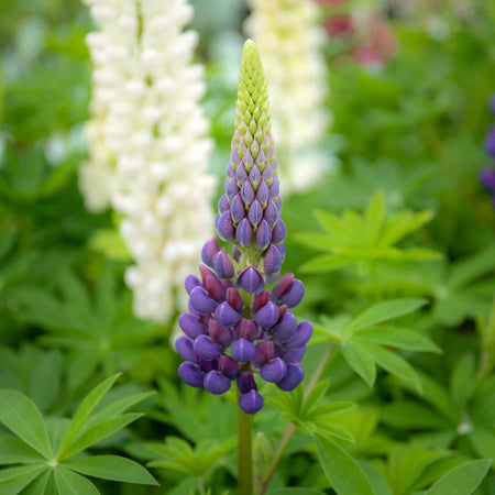 Lupin 'Gallery Mix'