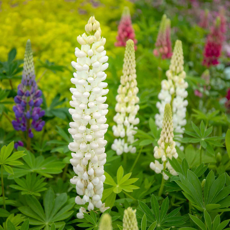 Lupin 'Gallery Mix'