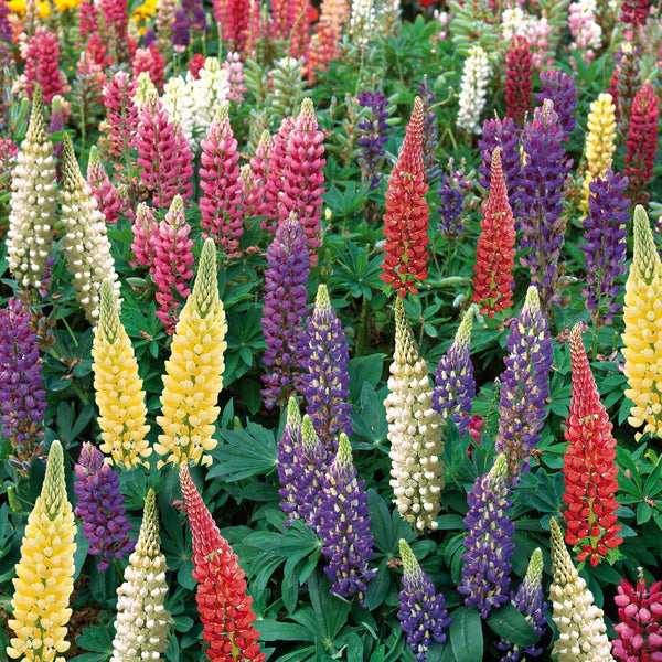 Lupin 'Gallery Mix'