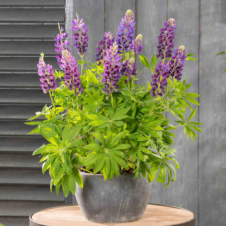 Lupin 'Legendary Blue Shades'