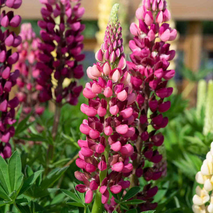 Lupin 'Legendary Red Shades'