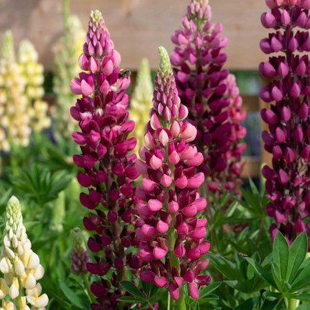 Lupin 'Legendary Red Shades'