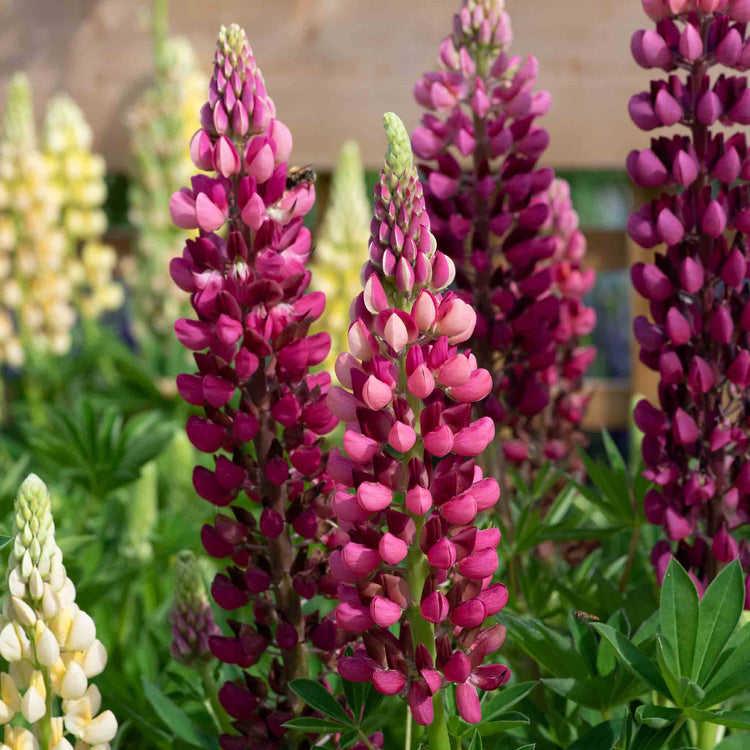 Lupin 'Legendary Red Shades'
