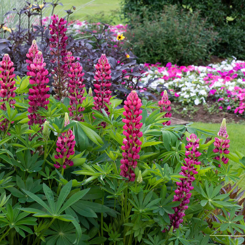Lupin 'Legendary Red Shades'