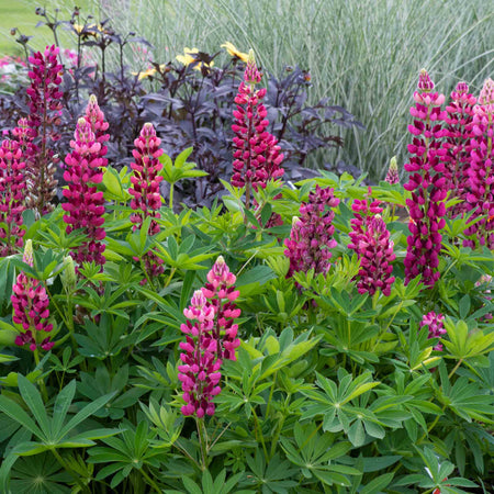 Lupin 'Legendary Red Shades'