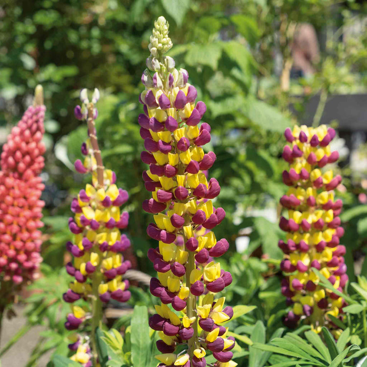Lupin 'Manhattan Lights'
