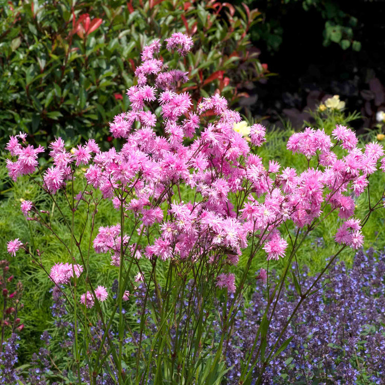 Lychnis 'Petite Jenny'