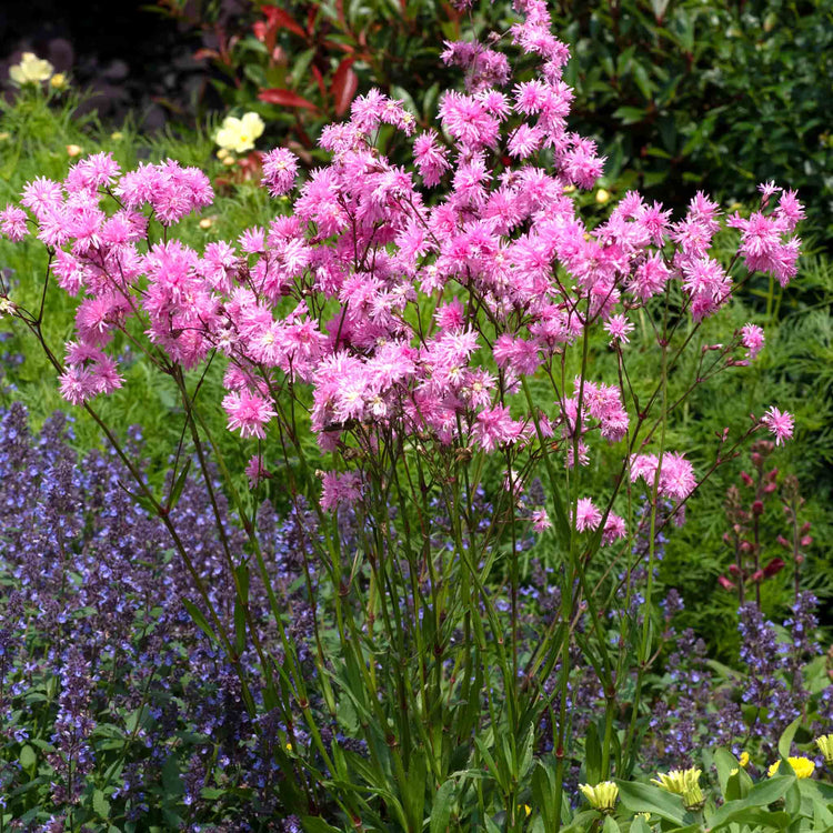 Lychnis 'Petite Jenny'