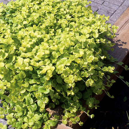 Lysimachia 'Goldilocks'