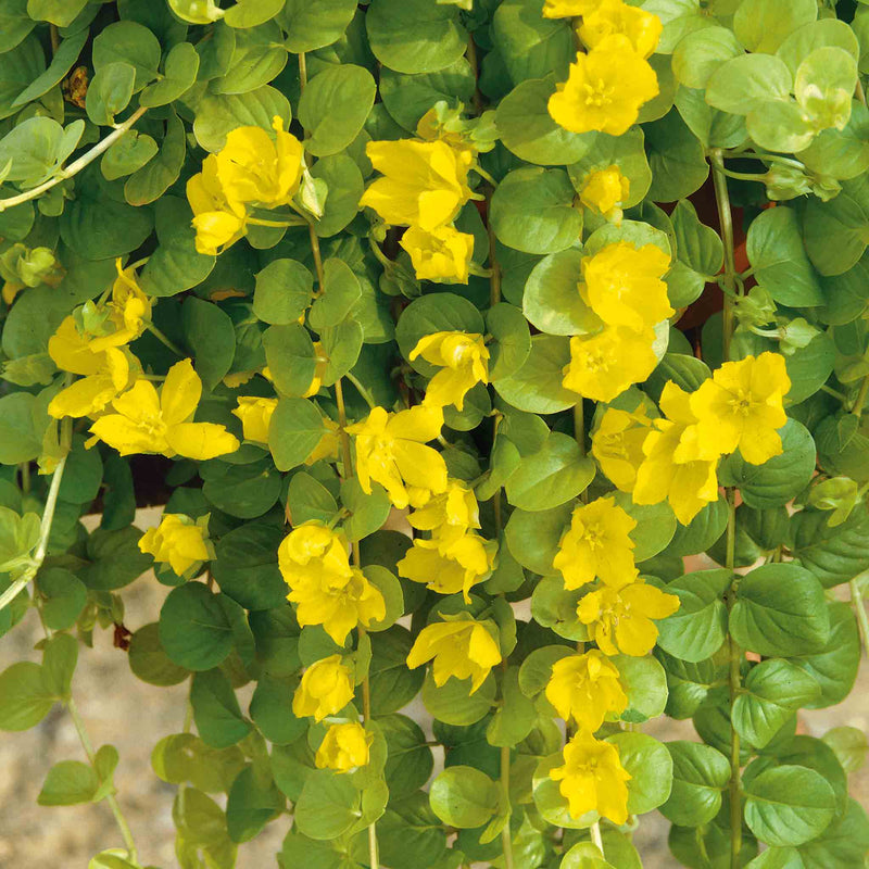 Lysimachia 'Goldilocks'