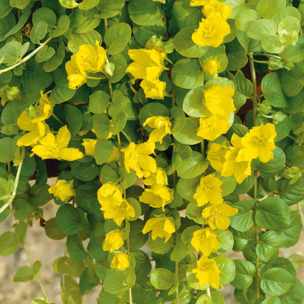 Lysimachia 'Goldilocks'