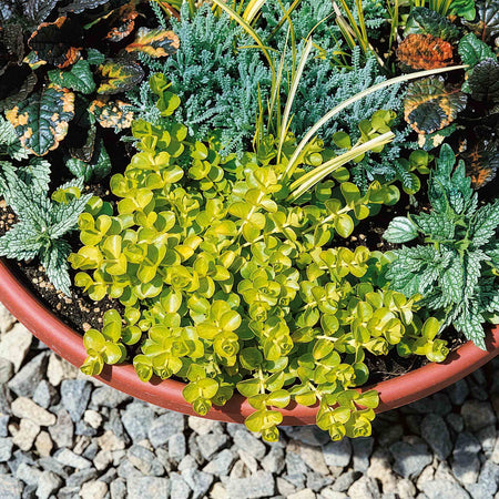 Lysimachia 'Goldilocks'