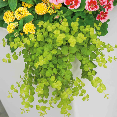Lysimachia 'Goldilocks'