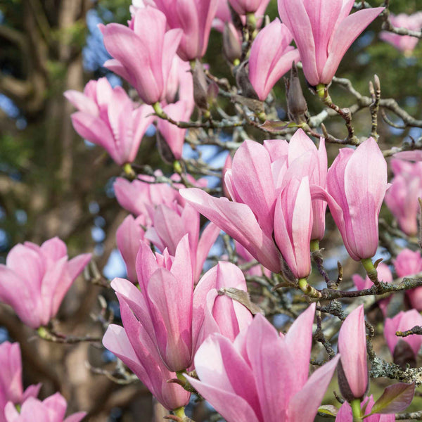 Magnolia 'Heaven Scent'