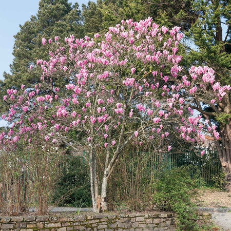 Magnolia Collection