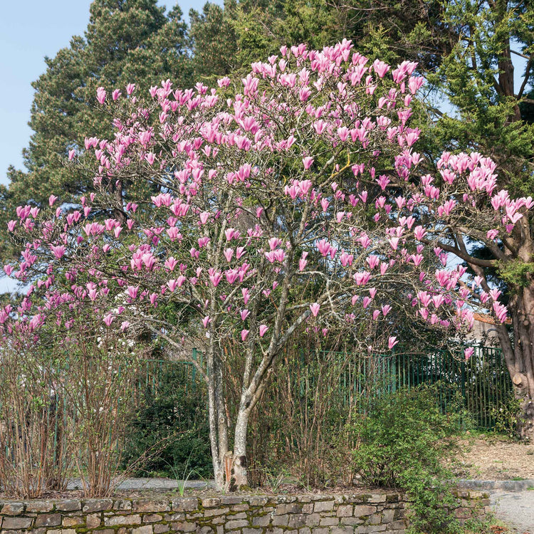 Magnolia Collection